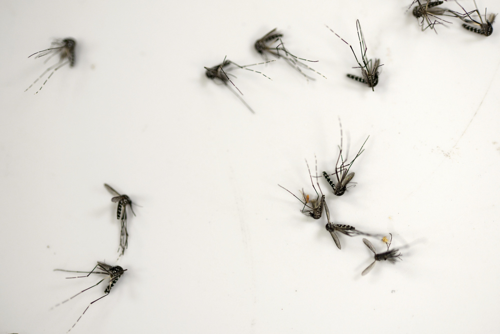 Maj. Timothy Davis, Theater Preventative Medicine entomologist, explains trapping techniques to members of the 374th Aerospace Medicine Squadron public health at
Yokota Air Base, Japan, July 12, 2016. Davis visited Yokota to review and improve the public health office's mosquito management program. (U.S. Air Force photo by Staff Sgt. Cody H. Ramirez/Released)
