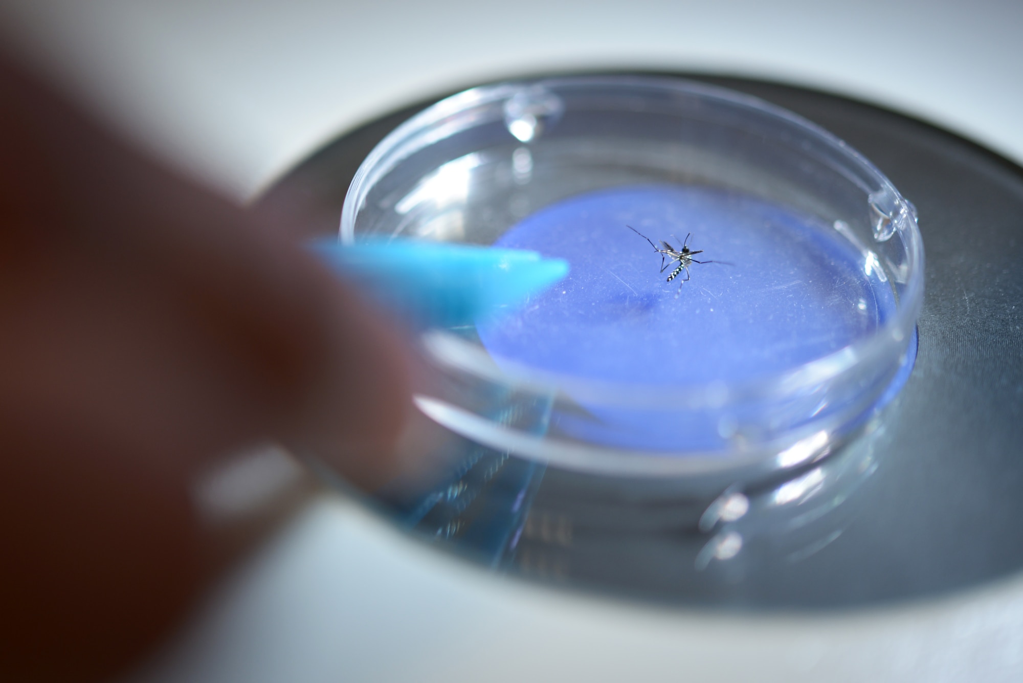 A tiger mosquito is inspected under a microscope at Yokota Air Base, Japan, July 13, 2016. The mosquito was trapped as part of the 374 Aerospace Medicine Squadron public health's mosquito management program to ensure a safe working and living environment for Yokota. (U.S. Air Force photo by Staff Sgt. Cody H. Ramirez/Released)
