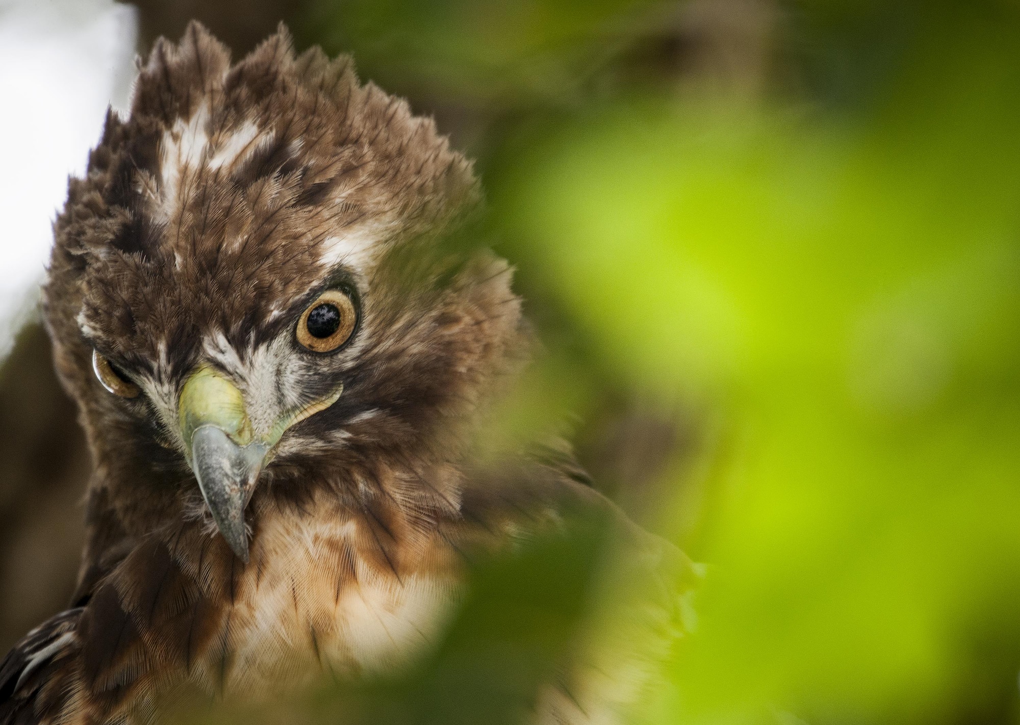 A red-tailed hawk peeks around a branch of a tree July 15 at Eglin Air Force Base, Fla.  This bird of prey is just one of many unique bird species located on the base and its outlying ranges.  (U.S. Air Force photo/Samuel King Jr.)