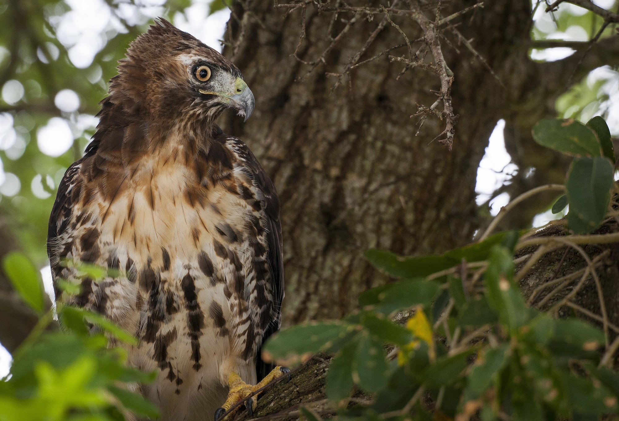 A red-tailed hawk perches on a branch of a tree July 15 at Eglin Air Force Base, Fla.  This bird of prey is just one of many unique bird species located on the base and its outlying ranges.  (U.S. Air Force photo/Samuel King Jr.)