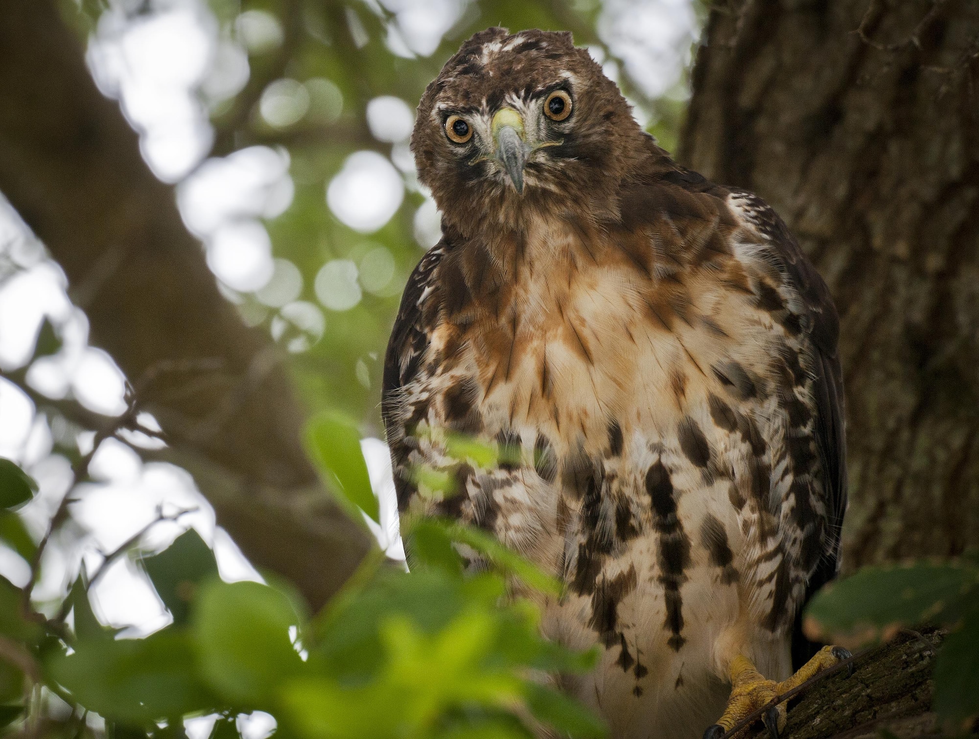 A red-tailed hawk looks out from a branch of a tree July 15 at Eglin Air Force Base, Fla.  This bird of prey is just one of many unique bird species located on the base and its outlying ranges.  (U.S. Air Force photo/Samuel King Jr.)
