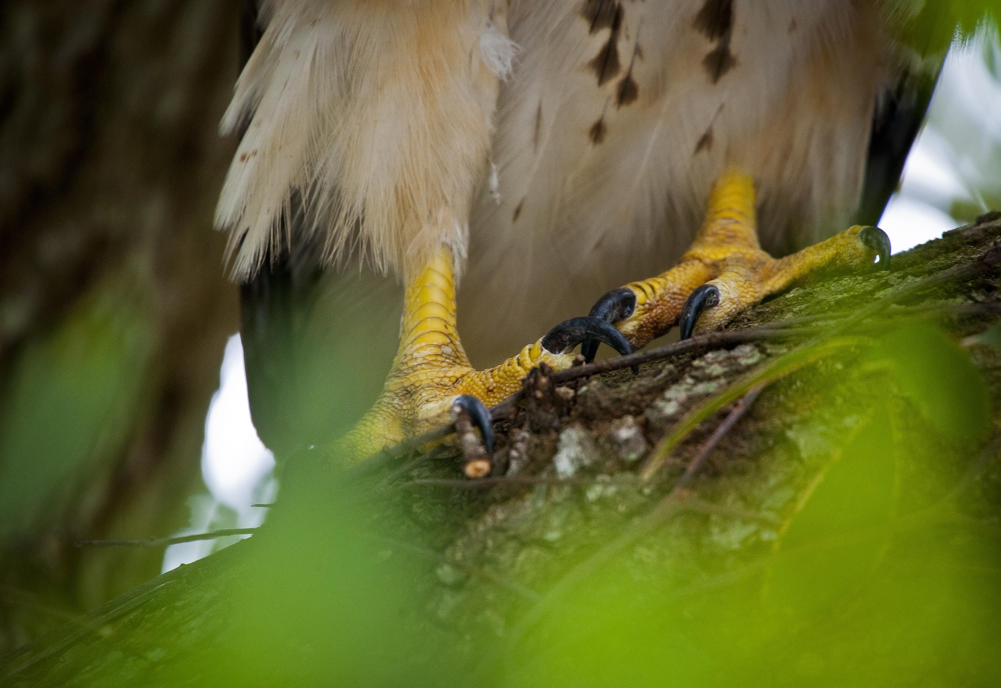 The talons of a red-tailed hawk grip the branch of a tree July 15 at Eglin Air Force Base, Fla.  This bird of prey is just one of many unique bird species located on the base and its outlying ranges.  (U.S. Air Force photo/Samuel King Jr.)