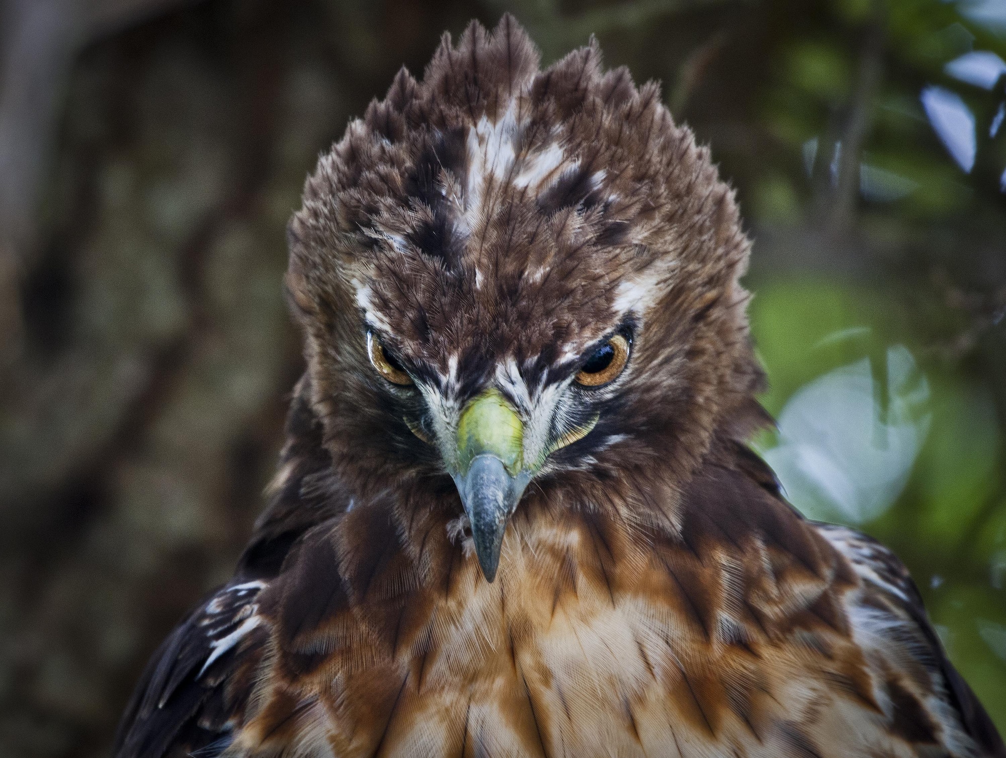 A red-tailed hawk looks down from a branch of a tree July 15 at Eglin Air Force Base, Fla.  This bird of prey is just one of many unique bird species located on the base and its outlying ranges.  (U.S. Air Force photo/Samuel King Jr.)