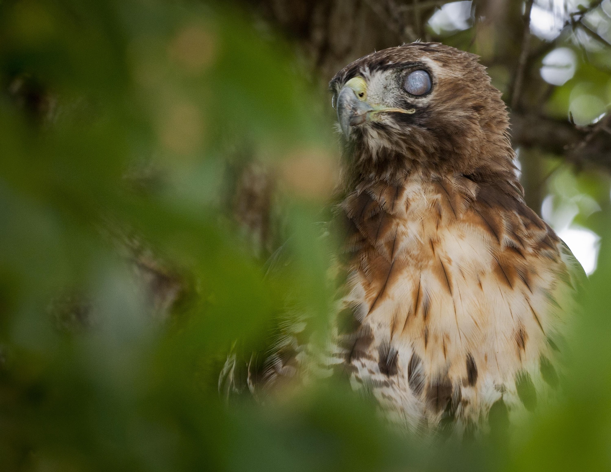 A red-tailed hawk blinks while perched on a branch of a tree July 15 at Eglin Air Force Base, Fla.  This bird of prey is just one of many unique bird species located on the base and its outlying ranges.  (U.S. Air Force photo/Samuel King Jr.)