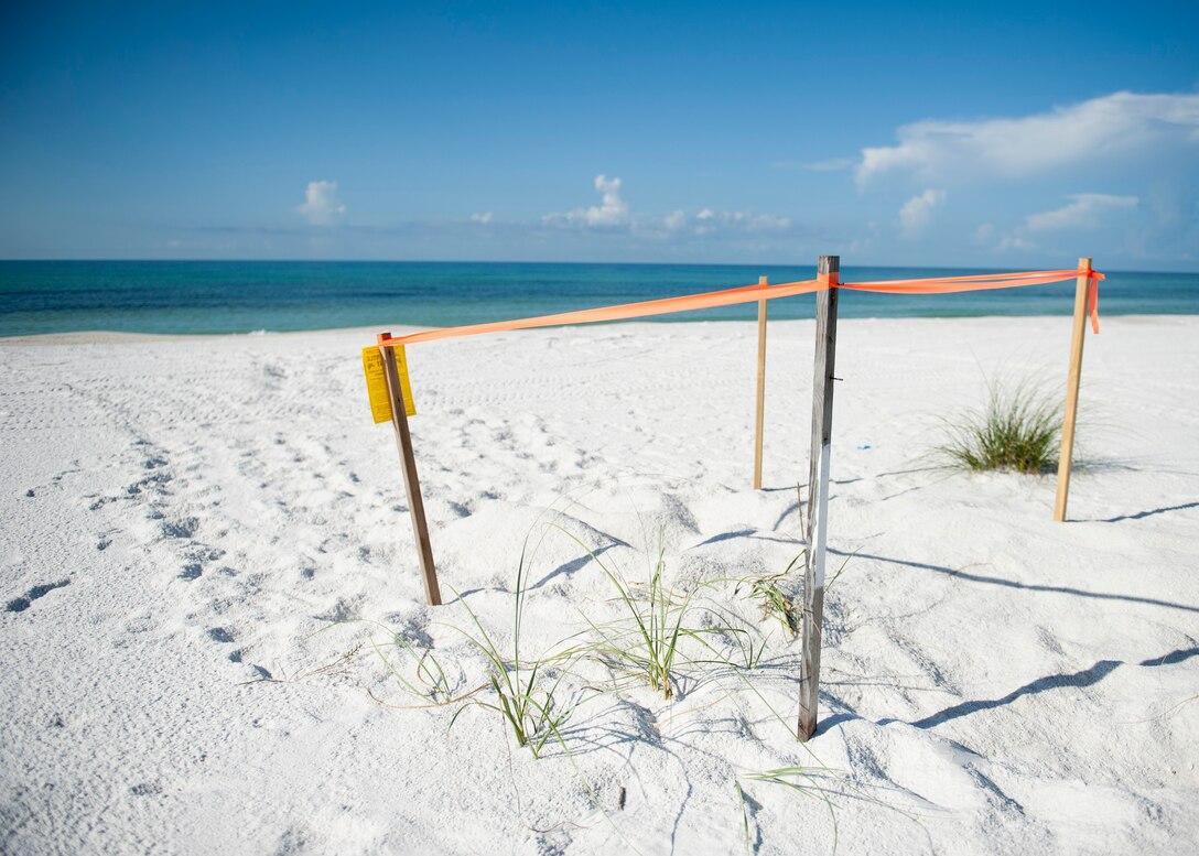 A sea turtle nest incubates on the Santa Rosa Island Range July 14 at Eglin Air Force Base, Fla. The 96th Civil Engineer Group’s Jackson Guard biologists and volunteers track and monitor the endangered species’ activity on the littoral range. The information they gather is used to avoid and protect wildlife during military test and training missions.(U.S. Air Force photo/Ilka Cole) 
