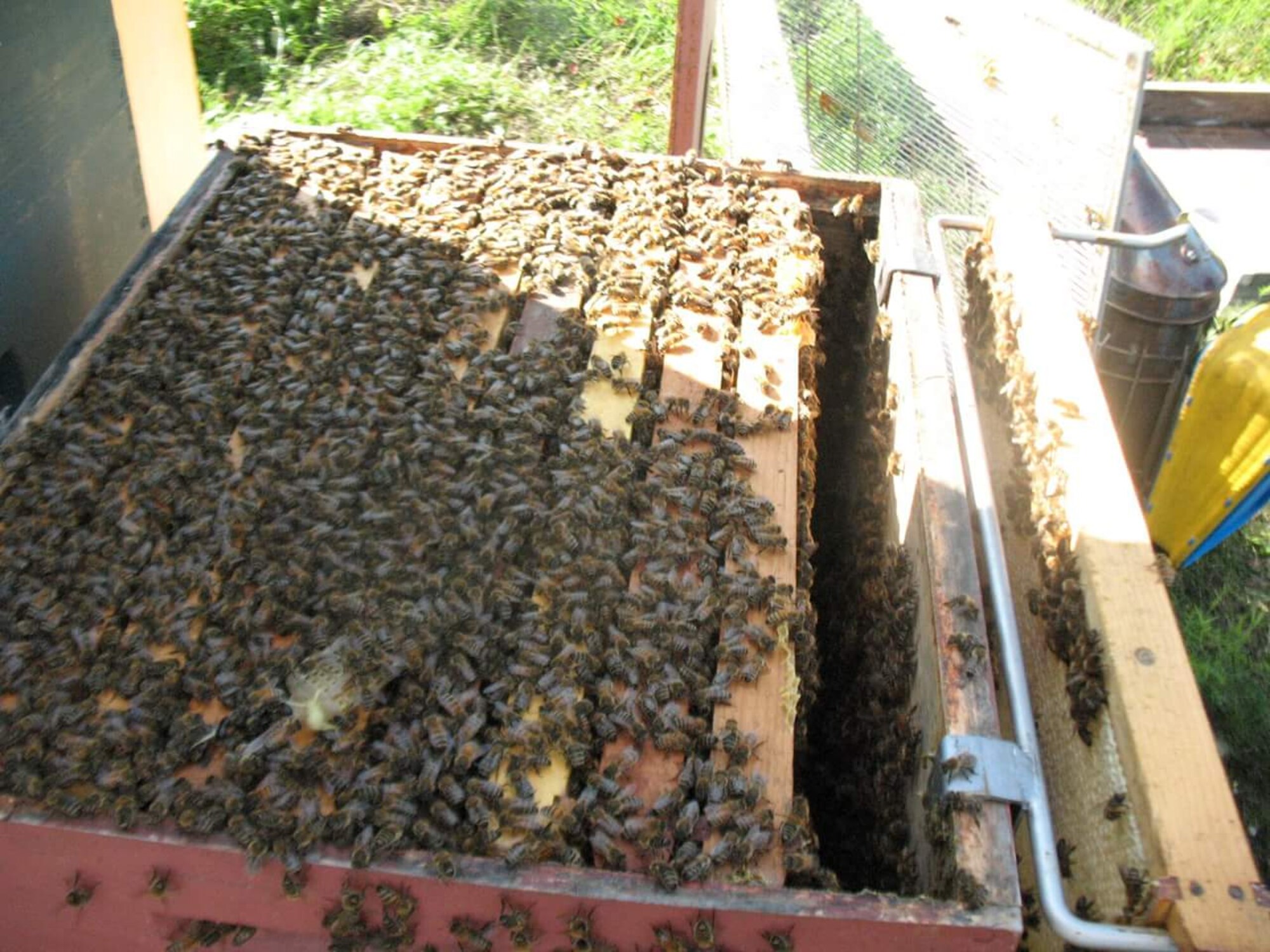 CLEAR AIR FORCE STATION, Alaska – Tech. Sgt. James Campbell, Alaska Air National Guard 213th Security Forces Squadron, has a bee hive with more than 60,000 bees in the fields of Clear Air Force Station. He began keeping bees a few years ago to keep busy and provide relaxation following work at the remote installation. (Courtesy photo)