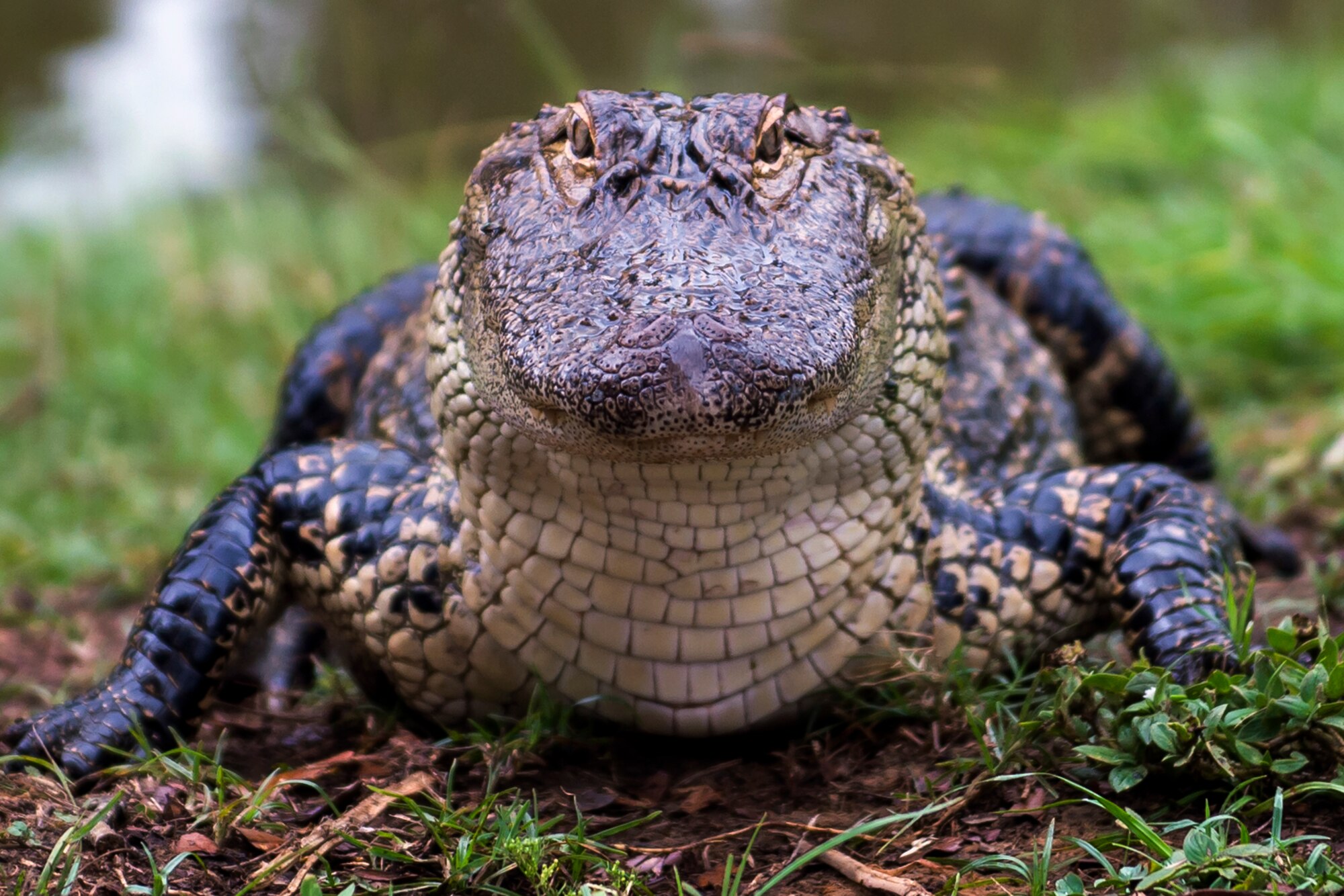 One of Charlie’s offspring smiles at the camera June 29, 2016 at Joint Base Charleston – Weapons Station. Charlie, a captive alligator weighing an estimated 600 pounds is more than 12 feet long and has been a military resident since the early 1960’s (U.S. Air Force photo/Staff Sgt. Jared Trimarchi) 