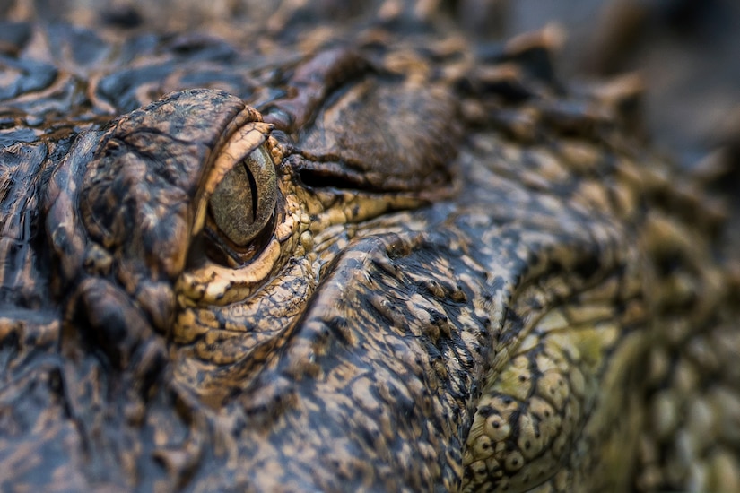 One of Charlie’s offspring looks at the camera June 29, 2016 at Joint Base Charleston – Weapons Station. Charlie, a captive alligator weighing an estimated 600 pounds, is more than 12 feet long and has been a military resident since the early 1960’s (U.S. Air Force photo/Staff Sgt. Jared Trimarchi) 