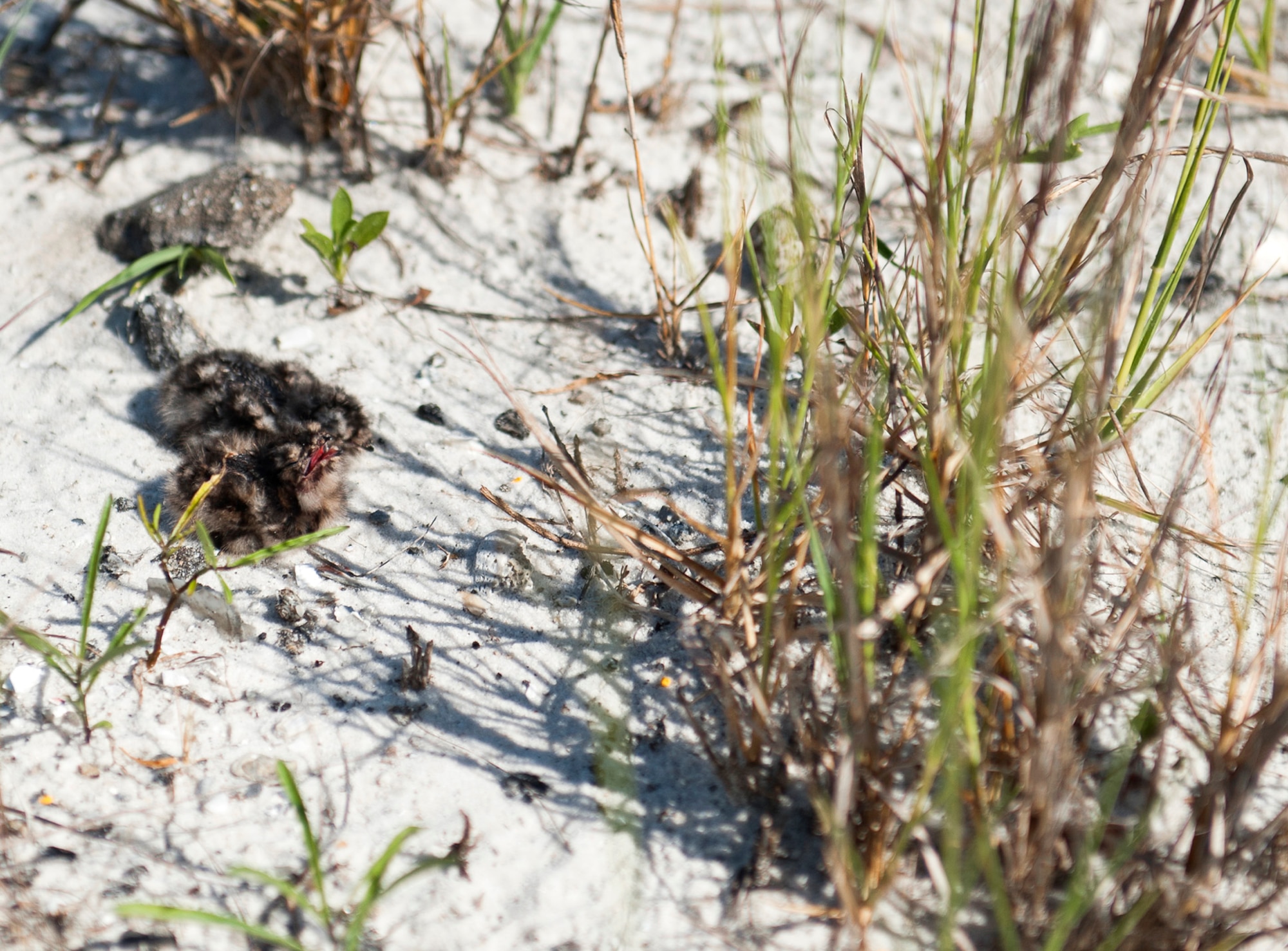 Two common nighthawk chicks wait for their mother's return on the Santa Rosa Island Range July 14 at Eglin Air Force Base, Fla. Nighthawks are known for nesting on open ground. The 96th Civil Engineer Group’s, Jackson Guard biologists and volunteers track and monitor wildlife on the water range. The information gathered is used to avoid and protect wildlife during military test and training missions. (U.S. Air Force photo/Ilka Cole) 