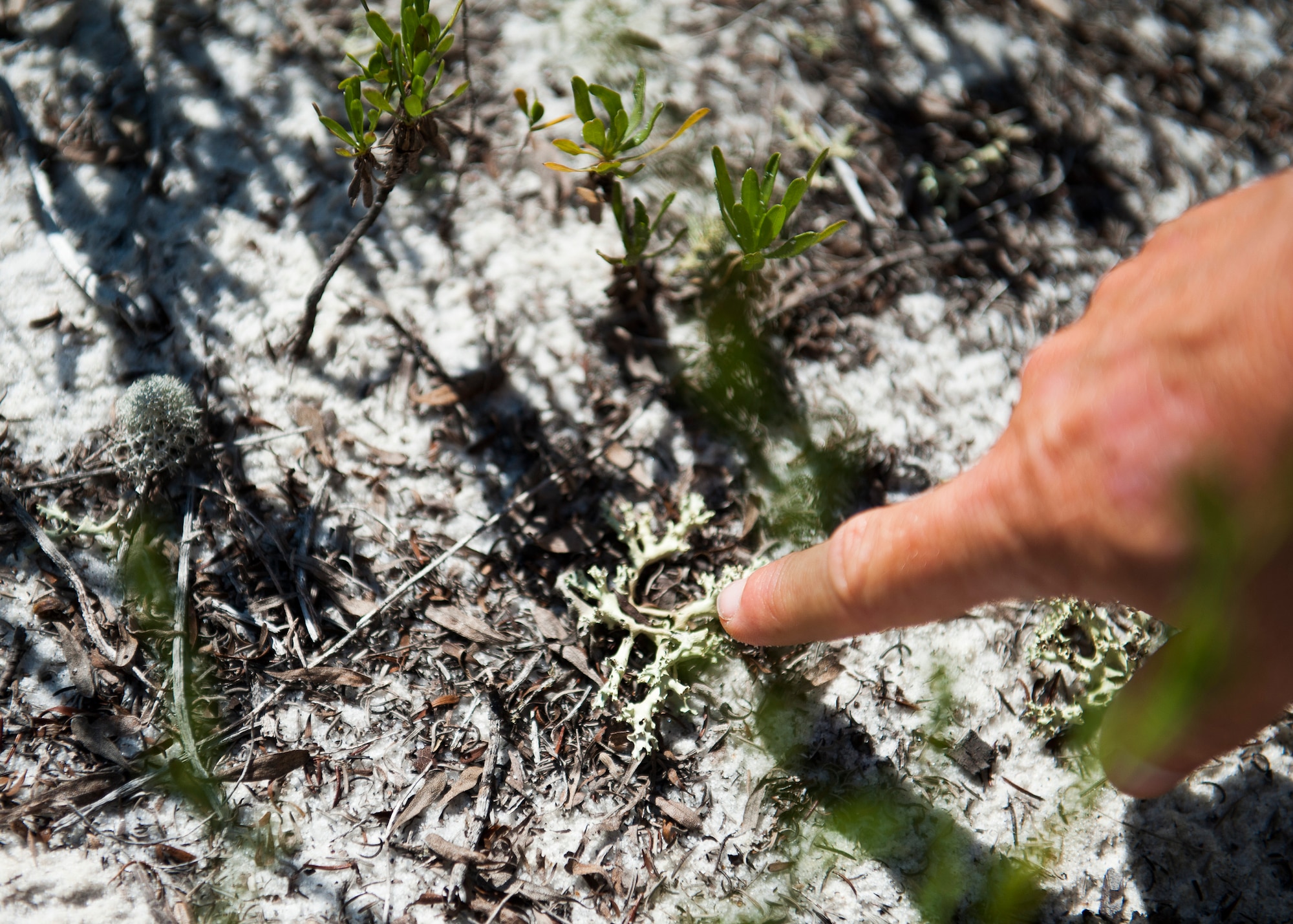 Endangered Species Biologist, Kathy Gault, 96th Civil Engineer Group, points out a cladonia perforata growing on the Santa Rosa Island Range July 14 at Eglin Air Force Base, Fla. The organism also known as a “deer lichen” is part of the Florida sub-tropical ecosystem and is on the federal list of endangered species of the U.S. The 96th CEG’s, Jackson Guard biologists and volunteers track and monitor wildlife on the water range. The information gathered is used to avoid and protect wildlife during military test and training missions. (U.S. Air Force photo/Ilka Cole) 
