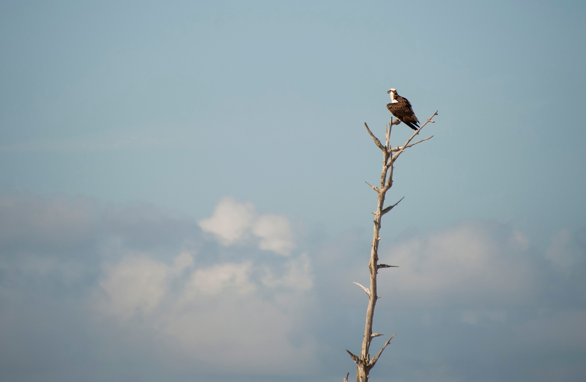 An osprey sits high on a pine tree limb overlooking the Santa Rosa Island Range July 14 at Eglin Air Force Base, Fla. The 96th Civil Engineer Group’s, Jackson Guard biologists and volunteers track and monitor wildlife on the water range. The information gathered is used to avoid and protect wildlife during military test and training missions.(U.S. Air Force photo/Ilka Cole) 