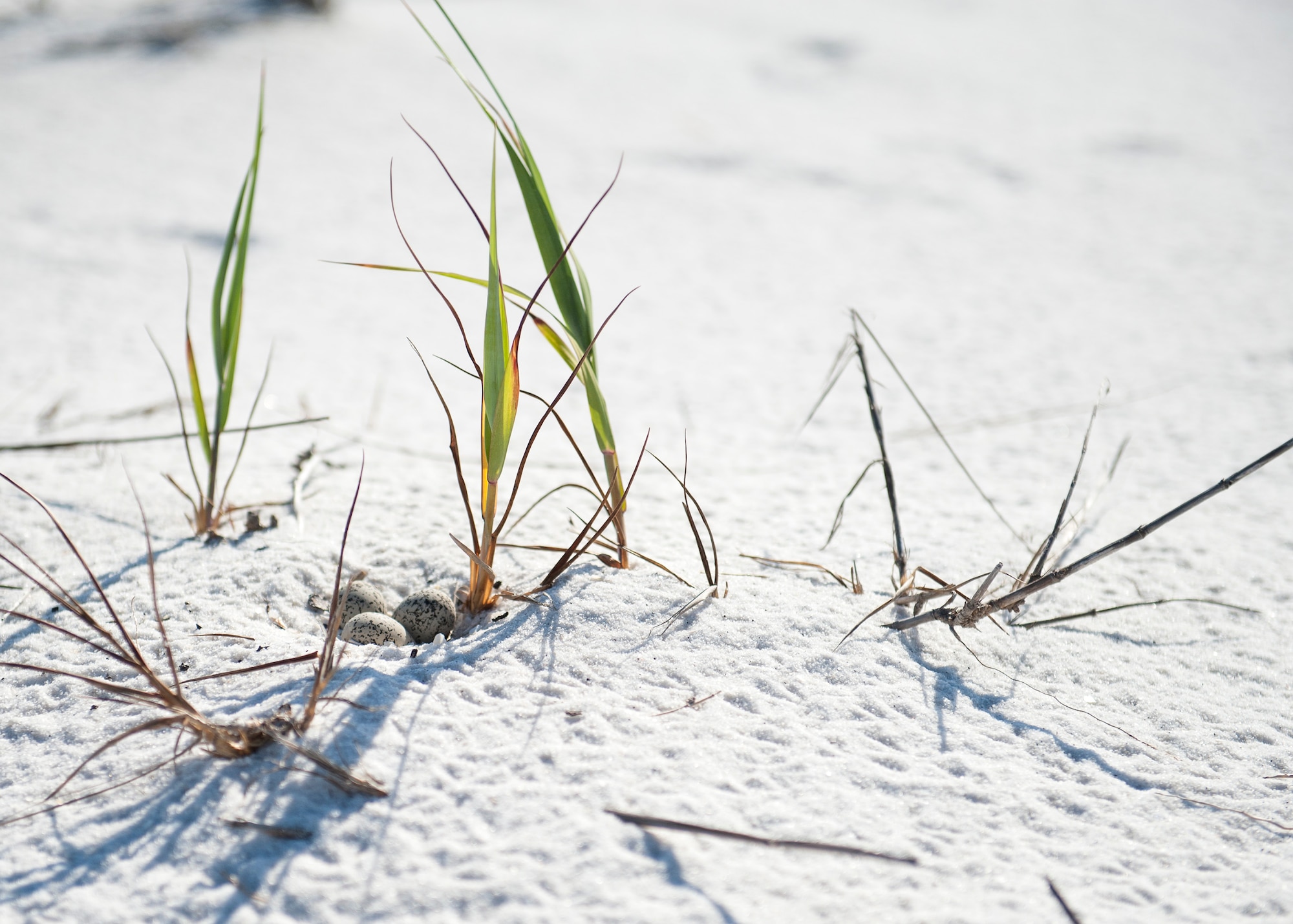 Three snowy plover bird eggs incubate on the sand on the Santa Rosa Island Range July 14 at Eglin Air Force Base, Fla. Snowy plovers are known to breed on sandy coastlines. The 96th Civil Engineer Group’s, Jackson Guard biologists and volunteers track and monitor wildlife on the water range. The information gathered is used to avoid and protect wildlife during military test and training missions. (U.S. Air Force photo/Ilka Cole) 