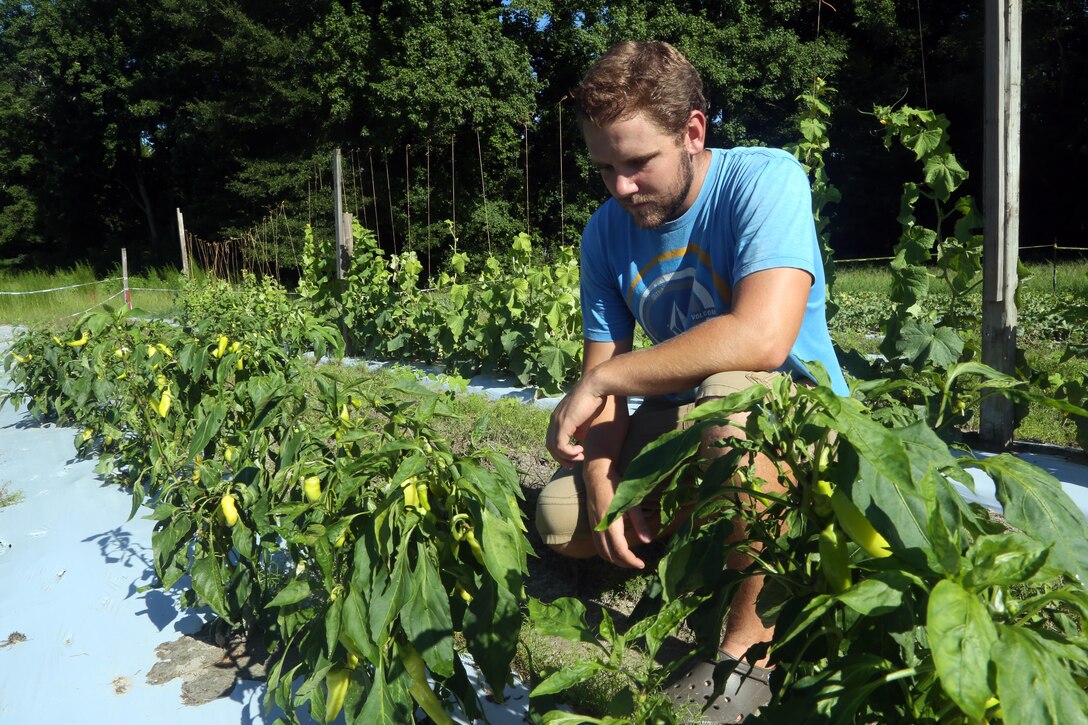 Robert Roberts, Marine Corps veteran and Incubator Farm Program graduate, checks peppers at the incubator farm located on Richlands Highway in Jacksonville July 18. Veterans who stay local and farm, continue to support Marine Corps by providing the base community access to fresh produce through Marine Corps Base Camp Lejeune’s farmer’s market.  (U.S. Marine Corps photo by Cpl. Mark Watola /Released)