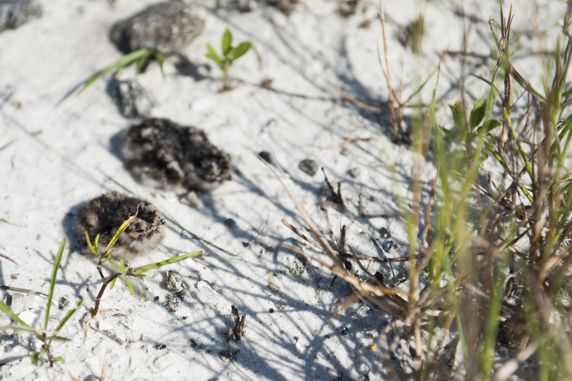 Two common nighthawk chicks wait for their mother's return on the Santa Rosa Island Range July 14 at Eglin Air Force Base, Fla. Nighthawks are known for nesting on open ground. The 96th Civil Engineer Group’s, Jackson Guard biologists and volunteers track and monitor wildlife on the littoral range here. The information gathered is used to avoid and protect wildlife during military test and training missions. (U.S. Air Force photo/Ilka Cole) 