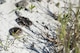 Two common nighthawk chicks wait for their mother's return on the Santa Rosa Island Range July 14 at Eglin Air Force Base, Fla. Nighthawks are known for nesting on open ground. The 96th Civil Engineer Group’s, Jackson Guard biologists and volunteers track and monitor wildlife on the littoral range here. The information gathered is used to avoid and protect wildlife during military test and training missions. (U.S. Air Force photo/Ilka Cole) 