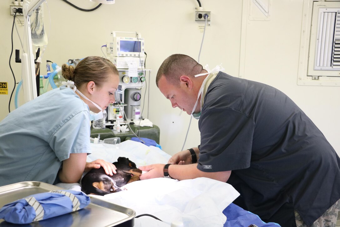 Army Spc. Patrick Schneider and Spc. Megan Carpenter both veterinarian technicians for the 422nd Veterinarian Detachment out of Rockville, Md., start an IV before surgery during the Greater Chenango Cares. Greater Chenango Cares is one of the Innovative Readiness Training events which provides real-world training in a joint civil-military environment while delivering world class medical care to the people of Chenango County, N.Y., from July 15-24.