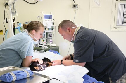 Army Spc. Patrick Schneider and Spc. Megan Carpenter both veterinarian technicians for the 422nd Veterinarian Detachment out of Rockville, Md., start an IV before surgery during the Greater Chenango Cares. Greater Chenango Cares is one of the Innovative Readiness Training events which provides real-world training in a joint civil-military environment while delivering world class medical care to the people of Chenango County, N.Y., from July 15-24.