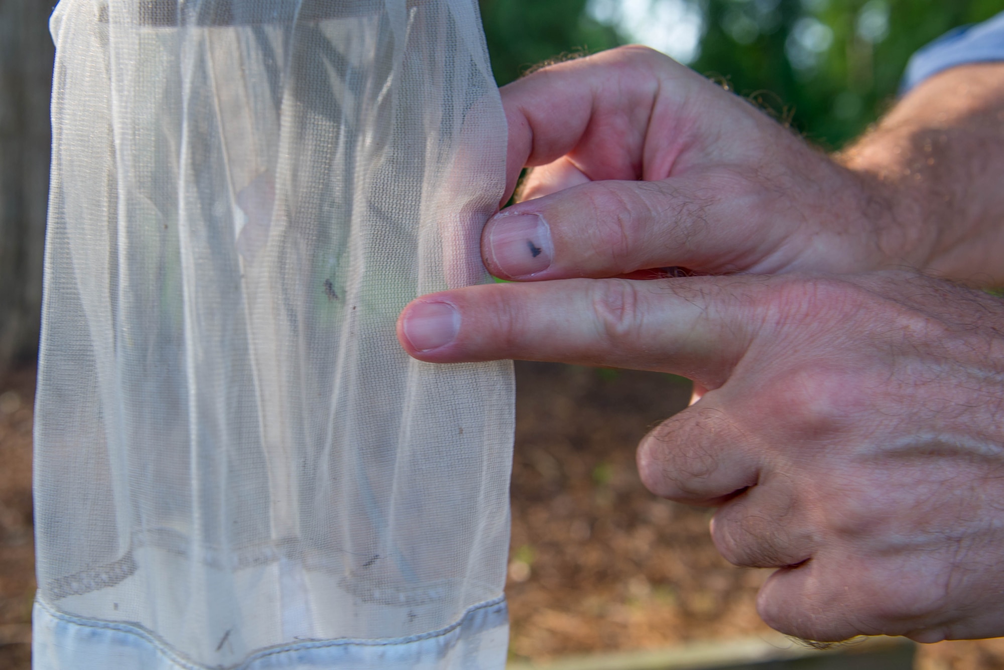 Tim Christensen, 733d Civil Engineer Division integrated pest management coordinator, points to a mosquito trapped in a carbon dioxide and light trap in Magnolia Park at Fort Eustis, Va., July 13, 2016.  After collecting the insects from the traps, CED will count the number of female mosquitoes, which are the ones that bite and spread viruses such as the Zika virus, Malaria and West Nile. (U.S. Air Force photo by Staff Sgt. J.D. Strong II)