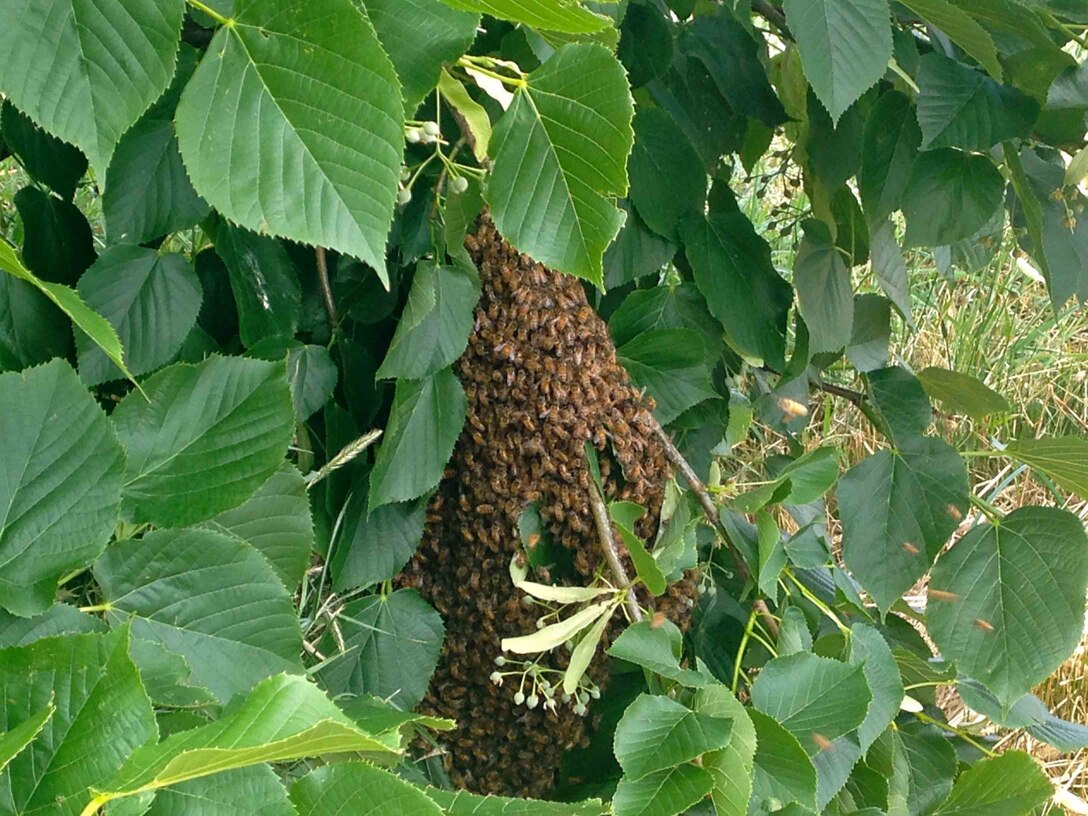 A swarm of honey bees cluster in a shrub near the Combat Arms Training and Maintenance range July 14, 2016, at Malmstrom Air Force Base, Mont. The bees were discovered by two Airmen assigned to the 341st Security Force Support Squadron, who utilized quick thinking and humane treatment to save the lives of approximately 25,000 honey bees. (Courtesy photo)