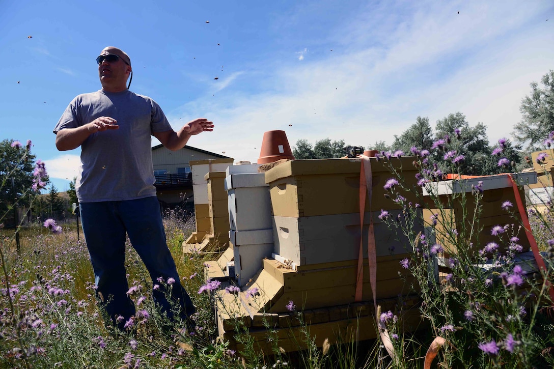 Retired Maj. Brian Rogers, a master beekeeper with the Great Falls Wanna-Beekeeping Club, shows the new home of 25,000 relocated honey bees July 26, 2016, at Great Falls, Mont. The bees were saved by the combined efforts of three enlisted Airmen, a biologist employed by the 341st Civil Engineer Squadron and a local master beekeeper. (U.S. Air Force photo/Airman 1st Class Magen M. Reeves)