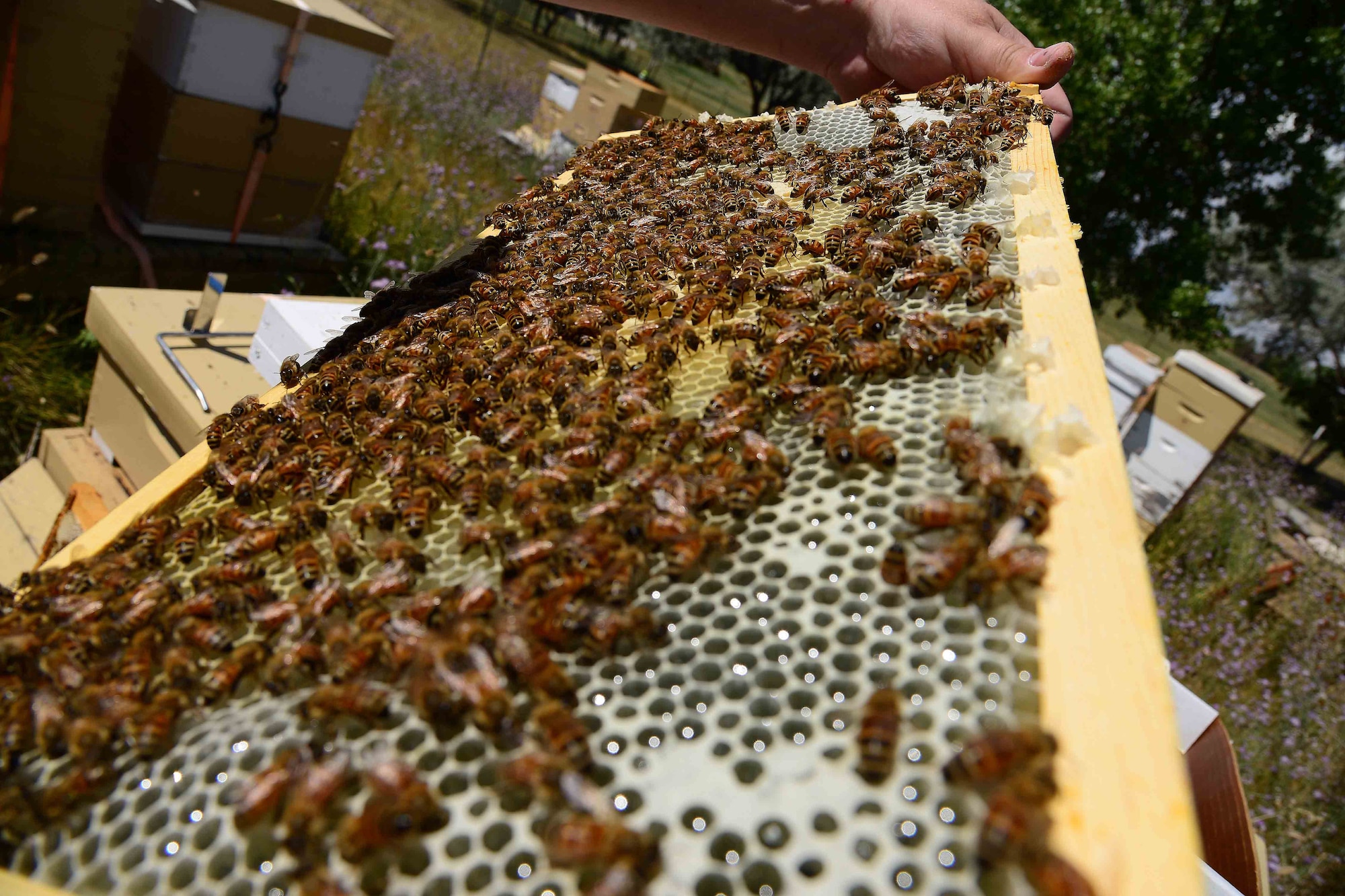 Retired Maj. Brian Rogers, a master beekeeper with the Great Falls Wanna-Beekeeping Club, shows the progress of 25,000 relocated honey bees July 26, 2016, at Great Falls, Mont. The bees were discovered at Malmstrom Air Force Base, Mont. where they were humanely relocated to a more suitable home on Rogers’ honey bee compound. (U.S. Air Force photo/Airman 1st Class Magen M. Reeves)