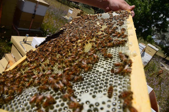 Retired Maj. Brian Rogers, a master beekeeper with the Great Falls Wanna-Beekeeping Club, shows the progress of 25,000 relocated honey bees July 26, 2016, at Great Falls, Mont. The bees were discovered at Malmstrom Air Force Base, Mont. where they were humanely relocated to a more suitable home on Rogers’ honey bee compound. (U.S. Air Force photo/Airman 1st Class Magen M. Reeves)