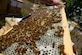 Retired Maj. Brian Rogers, a master beekeeper with the Great Falls Wanna-Bee Beekeeping Club, shows the progress of 25,000 relocated honey bees July 26, 2016, at Great Falls, Mont. The bees were discovered at Malmstrom Air Force Base, Mont., where they were humanely relocated to a more suitable home on Rogers’ honey bee compound. (U.S. Air Force photo/Airman 1st Class Magen M. Reeves)