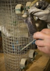 Dale Waites, U.S. Department of Agriculture wildlife biologist, places a vole into a live trap at Minot Air Force Base, N.D., July 15, 2016. Waites relocates birds away from the airfield, as part of the Bird Airstrike Hazard program (BASH), to mitigate damage to aircraft engines. (U.S. Air Force photo/Airman 1st Class J.T. Armstrong)