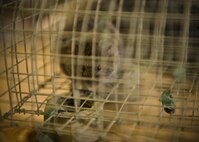 A vole, aka field mouse, sits in a live trap at Minot Air Force Base, N.D., July 15, 2016. Waites relocates birds away from the airfield, as part of the Bird Airstrike Hazard program (BASH), to mitigate damage to aircraft engines. (U.S. Air Force photo/Airman 1st Class J.T. Armstrong)
