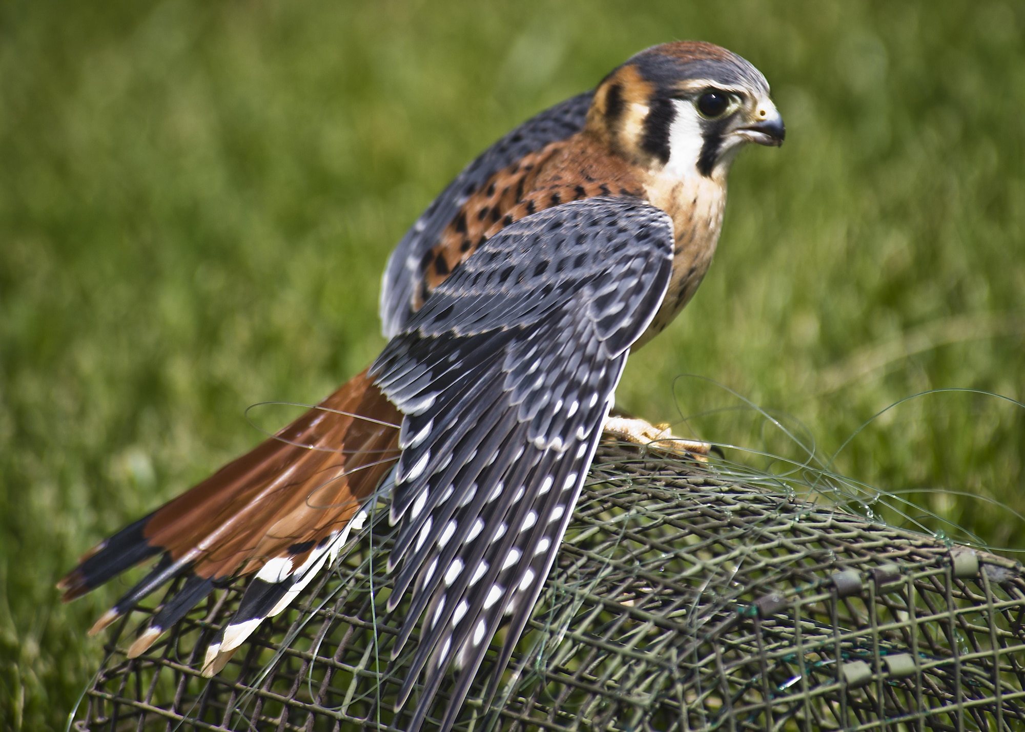 An American kestrel stands on a trap on the airfield at Minot Air Force Base, N.D., July 15, 2016. The American kestrel is the most common falcon in North America and can cause damage to the engines of incoming and outgoing B-52H Stratofortresses. (U.S. Air Force photo/Airman 1st Class J.T. Armstrong)