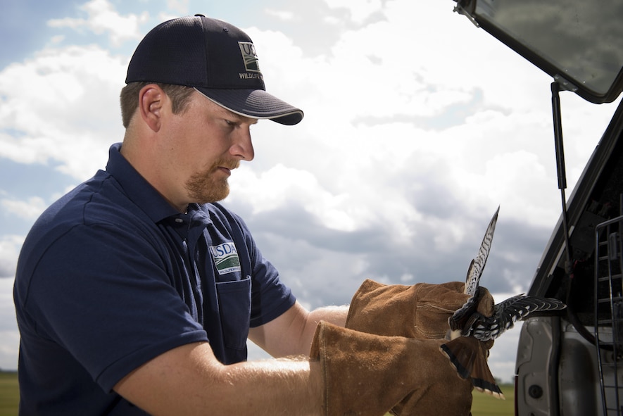 Dale Waites, U.S. Department of Agriculture wildlife biologist, holds an American kestrel on the airfield at Minot Air Force Base, N.D., July 15, 2016. The American kestrel is the most common falcon in North America and can cause damage to the engines of incoming and outgoing B-52H Stratofortresses. (U.S. Air Force photo/Airman 1st Class J.T. Armstrong)