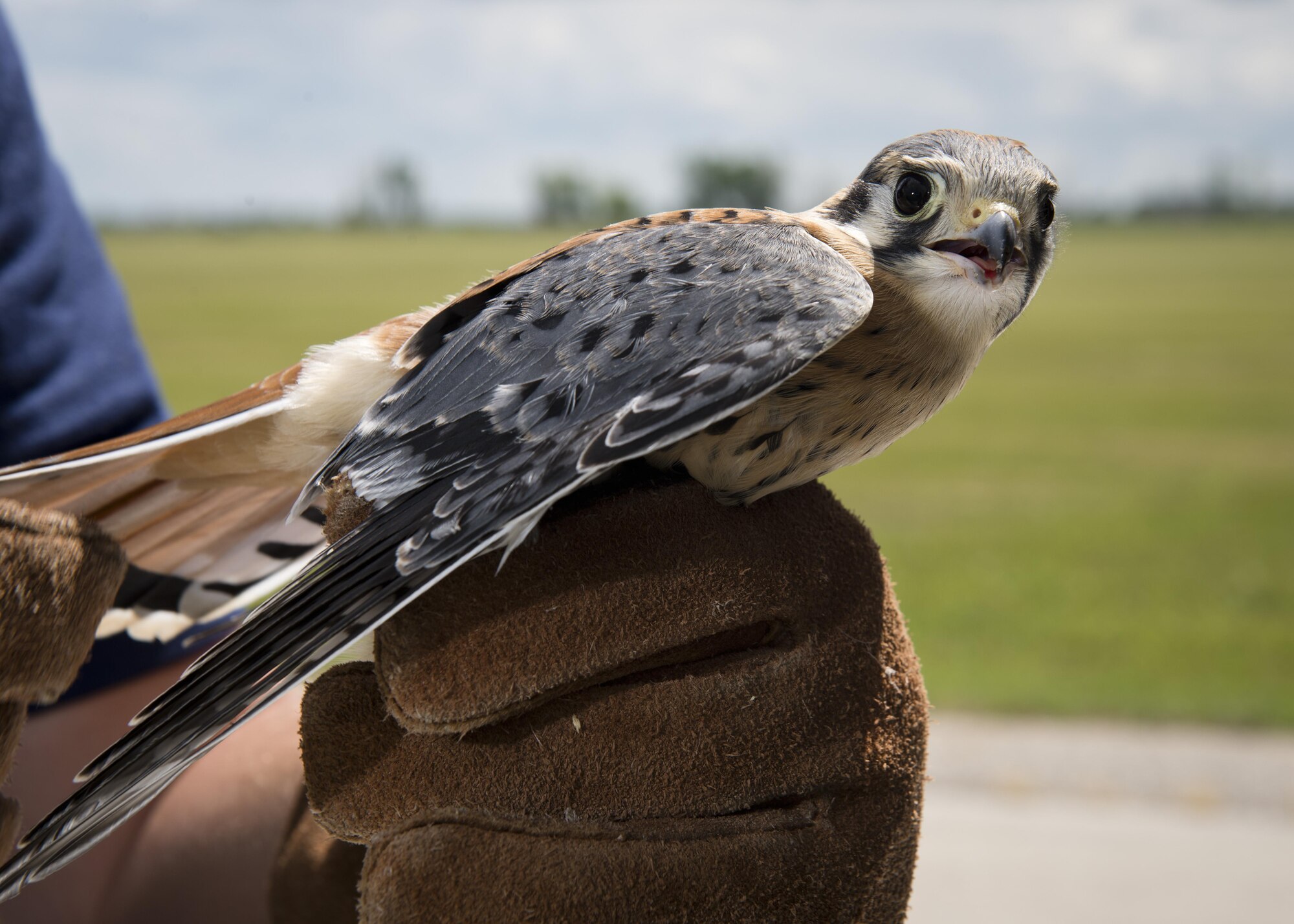 Dale Waites, U.S. Department of Agriculture wildlife biologist, holds an American kestrel on the airfield at Minot Air Force Base, N.D., July 15, 2016. The American kestrel is the most common falcon in North America and can cause damage to the engines of incoming and outgoing B-52H Stratofortresses. (U.S. Air Force photo/Airman 1st Class J.T. Armstrong)