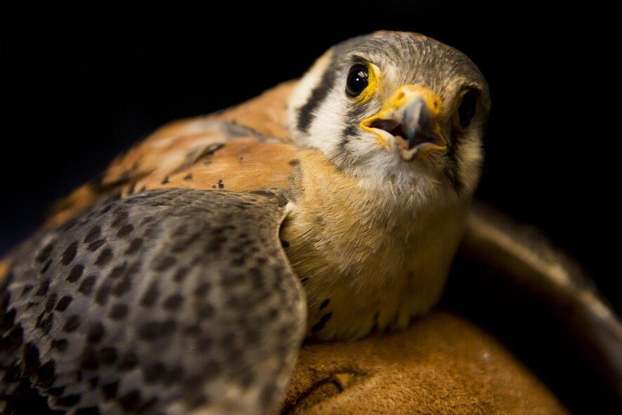 A captured American kestrel is held by Dale Waites, U.S. Department of Agriculture wildlife biologist, at Minot Air Force Base, N.D., July 15, 2016. Waites will safely release the birds, usually 50-60 miles away, and as many as ten American kestrels are relocated from Minot AFB’s airfield each year. (U.S. Air Force photo/Airman 1st Class J.T. Armstrong)