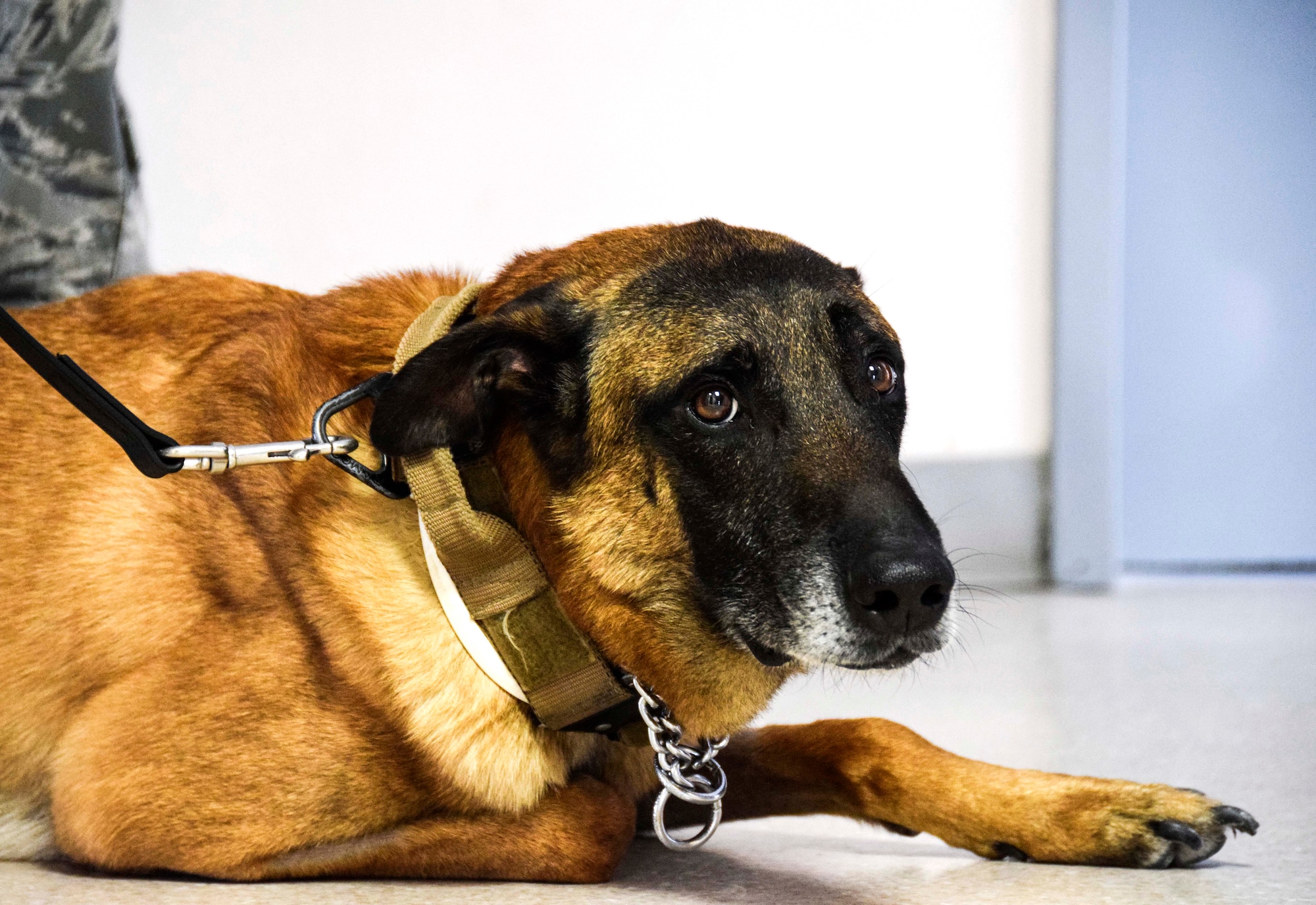 The U.S. Air Force does not have veterinarians; therefore military working dogs like Vvass seen here awaiting evacuation to Germany, must get advanced care from U.S. Army veterinarians. Staff Sgt. Christopher Hotine, 380th Expeditionary Security Forces Squadron military working dog handler, accompanied VVass on the flight July 18, 2016, from Al Udeid Air Base, Qatar. MWDs are used throughout the region to support detection and deterrence by security forces personnel. (U.S. Air Force photo/Technical Sgt. Carlos J. Treviño)