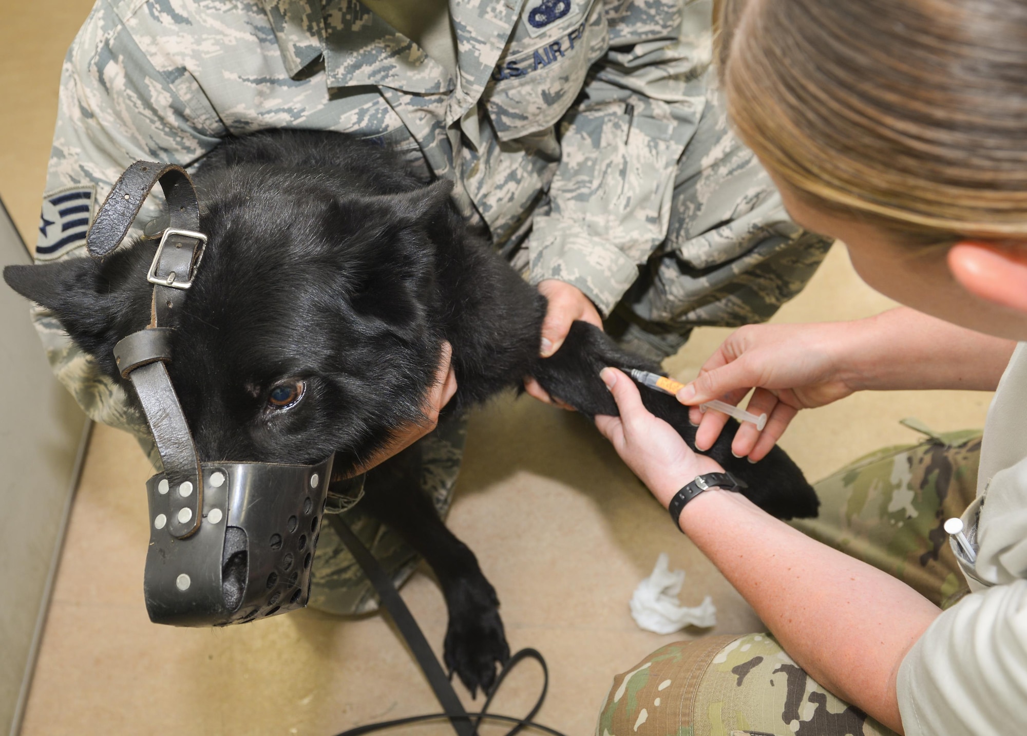 Stella, 374th Security Forces Squadron military working dog, receives a sedative at Yokota Air Base, Japan, July 22, 2016. Personnel at the Public Health Command District Japan’s veterinary clinic performed an x-ray on Stella to ensure she was in the best health to continue her mission of protecting Yokota. (U.S. Air Force photo by Airman 1st Class Elizabeth Baker/Released)