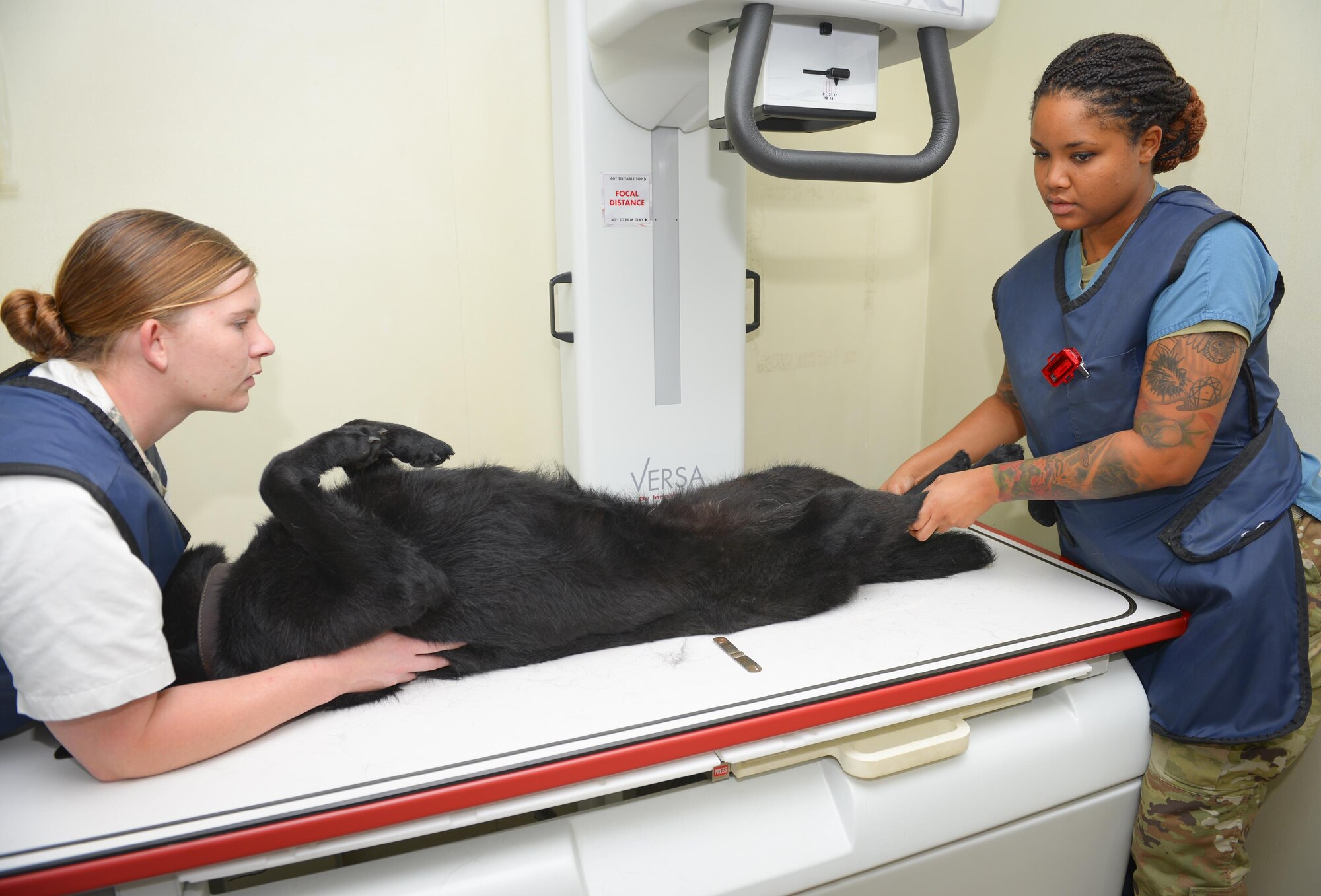 U.S. Army Spcs. Brittany Comstock Raijuenea Baron, Public Health Command District Japan Camp Zama branch veterinary technicians, arrange Stella, 374th Security Forces Squadron military working dog, on an X-ray table at Yokota Air Base, Japan, July 22, 2016. Just like Airmen, Yokota’s MWDs are required to attend a list of annual medical and dental appointments to ensure that they can continue their mission in good health. (U.S. Air Force photo by Airman 1st Class Elizabeth Baker/Released)