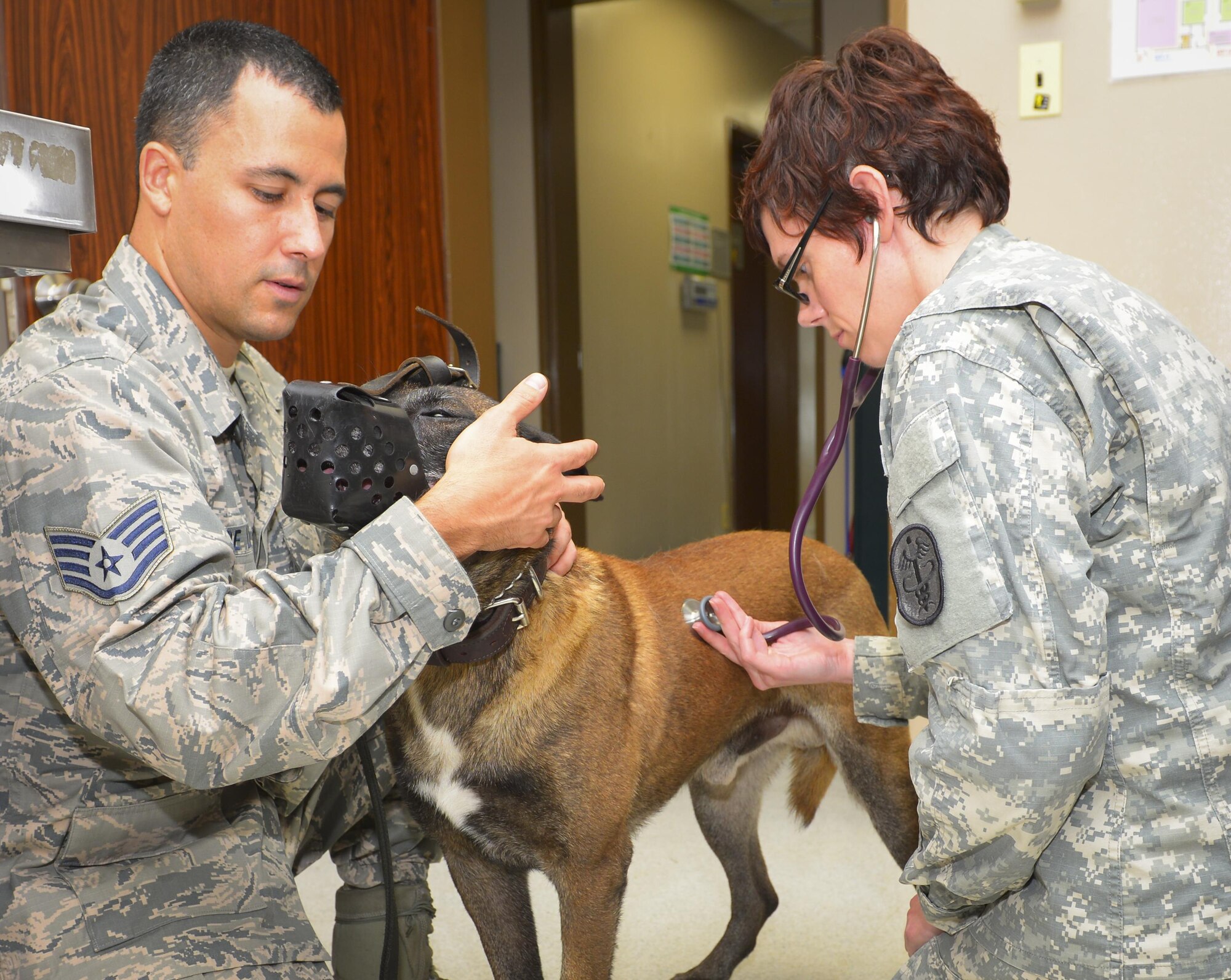 U.S. Army Capt. Amanda Hauck, right, Public Health Command District Japan officer in charge of the Yokota branch, gives a health exam to Topa, 374th Security Forces Squadron military working dog, with help from Staff Sgt. Daniel De Leon, 374 SFS MWD trainer, at Yokota Air Base, Japan, July 22, 2016. The Yokota veterinary clinic’s primary mission is to give the 374 SFS MWDs the best medical care possible so they can continue their mission in good health. (U.S. Air Force photo by Airman 1st Class Elizabeth Baker/Released)