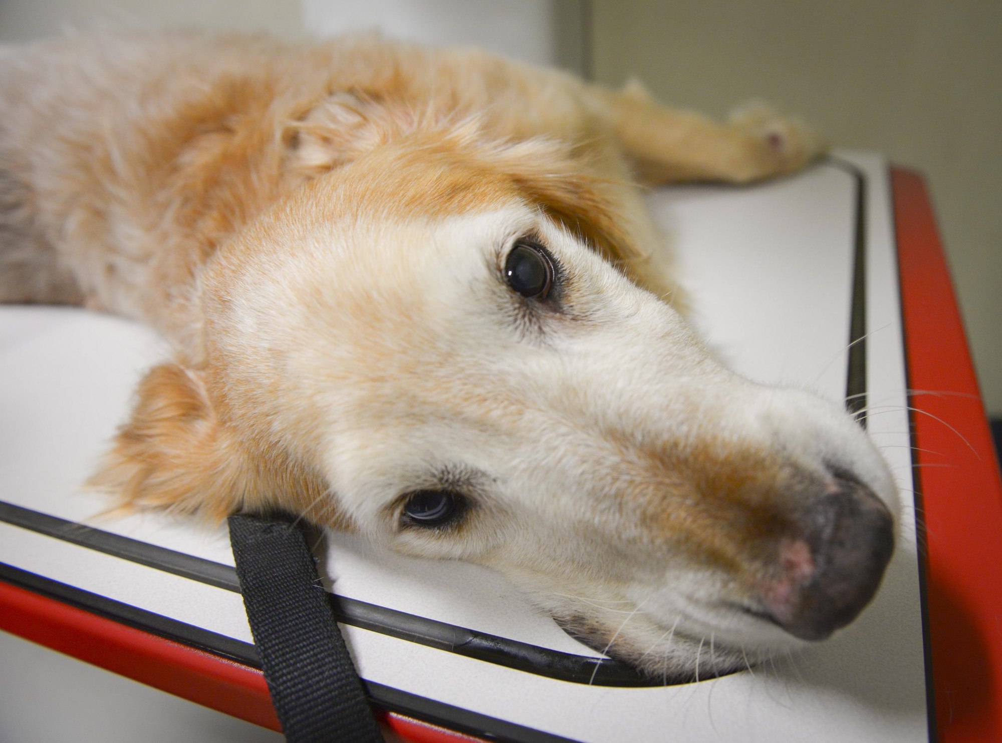 Tigger, a privately owned golden retriever, lays on the X-ray table at the Yokota veterinary clinic at Yokota Air Base, Japan, July 22, 2016. While the Yokota veterinary clinic’s primary mission is to keep the 374th Security Forces Squadron military working dogs in good health, the clinic also provides medical services for Yokota’s privately owned pets. (U.S. Air Force photo by Airman 1st Class Elizabeth Baker/Released)