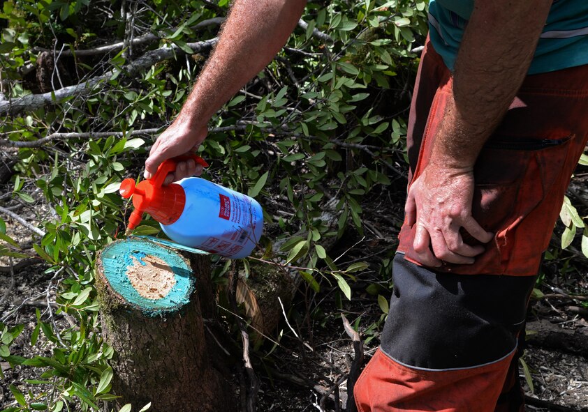 A volunteer for the reticulated flatwoods salamander habitat restoration project pours herbicidal treatment, a substance used to destroy or inhibit the growth of plants, on a stump to prevent regrowth during a restoration project at Hurlburt Field, Fla., July 28, 2016. Hurlburt Field was selected to perform this habitat improvement - at no cost to the base - because of the dire condition of the species. (Courtesy photo)
