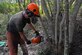 A volunteer for the reticulated flatwoods salamander habitat restoration project cuts down a tree to remove excess growth from within the pond limits at Hurlburt Field, Fla., July 28, 2016. Reticulated flatwoods salamanders thrive in a healthy habitat of seasonal wetland ponds within a sparse longleaf pine ecosystem (Courtesy photo)