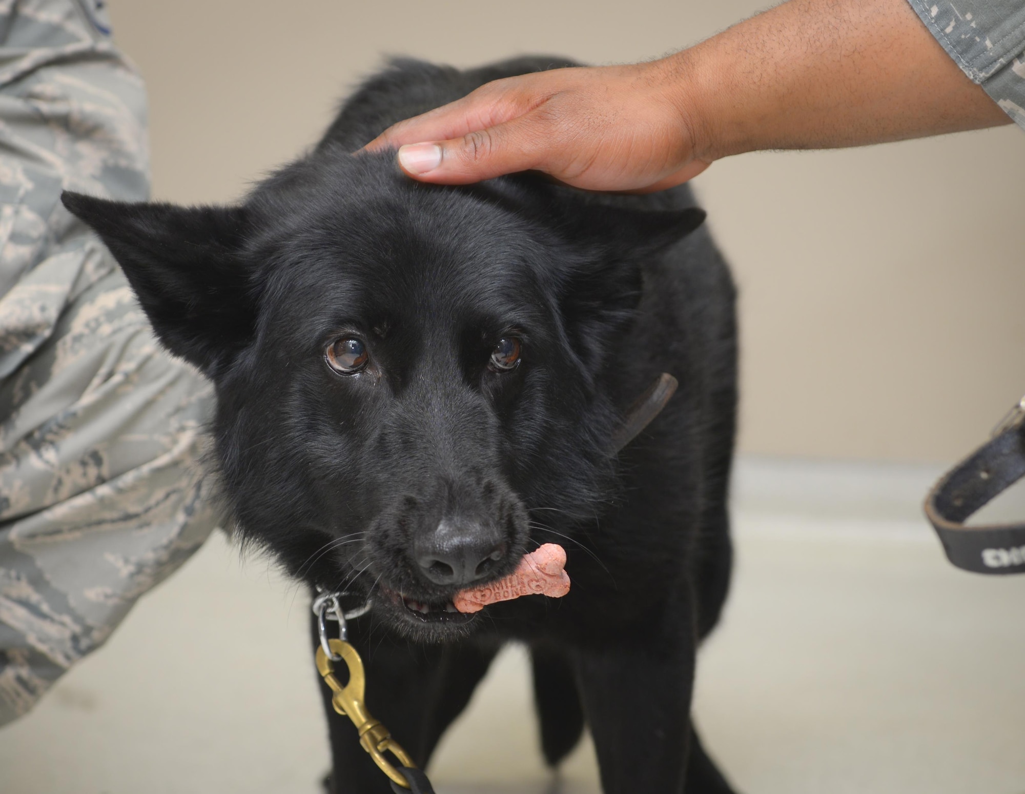 Stella, 374th Security Forces Squadron military working dog, receives a treat after undergoing a medical examination at Yokota Air Base, Japan, July 22, 2016. The Yokota veterinary clinic’s primary mission is to give the 374 SFS MWDs the best medical care possible so they can continue their mission in good health. (U.S. Air Force photo by Airman 1st Class Elizabeth Baker/Released)