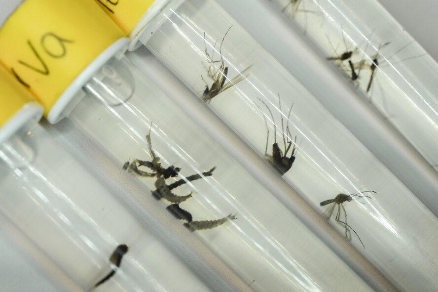 Reference materials on display at a mosquito specimen sorting table at Barksdale Air Force Base, La., June 1, 2016. The materials show different stages of insect development in addition to both male and female samples, providing a guideline for specimen assortment.  (U.S. Air Force photo/Senior Airman Mozer O. Da Cunha) 