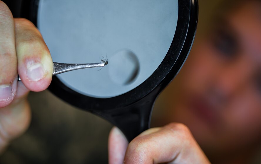 Airman 1st Class Cody Moss, 2nd Aerospace Medicine Squadron public health technician, sorts specimens for analysis at Barksdale Air Force Base, La., June 1, 2016. Moss visually inspected each collected specimen and separated females for analysis. Male mosquitos display a hairy proboscis protruding from the mouth whereas a female does not. (U.S. Air Force photo/ Senior Airman Mozer O. Da Cunha)