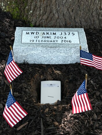 U.S. flags decorate the grave of Military Working Dog Akim/J375, a 628th Security Forces Squadron military working dog, at Joint Base Charleston, May 26, 2016. Akim was adopted by his handler, Tech. Sgt. Timothy Garrett, a 628th Security Forces Squadron military working dog handler, after retiring in 2014. Akim passed away Feb. 19, 2016 due to health issues caused by his stressful career and old age. (U.S. Air Force photo/Airman Megan Munoz)
