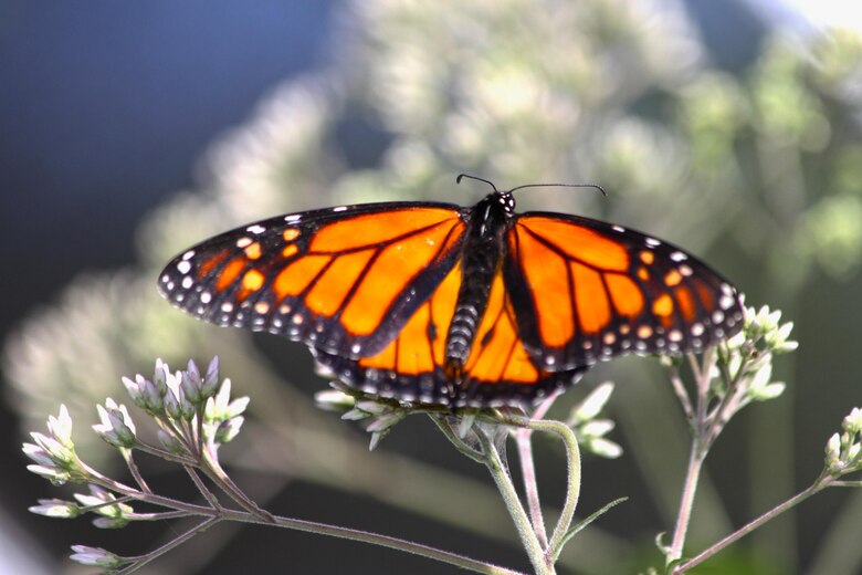 Monarch Butterfly
