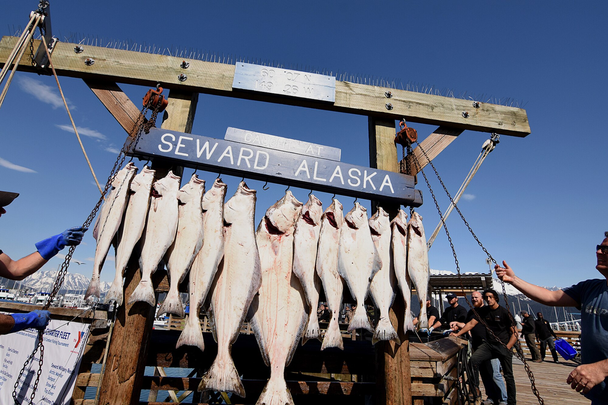 Volunteers hang one boat’s catch of halibut for photographs as part of the 10th Annual Armed Services Combat Fishing Tournament in Seward, Alaska, May 26. The tournament, hosted by the city of Seward and the Armed Services YMCA, gave more than 200 military anglers stationed in Alaska a free day of halibut fishing to thank them for their service. (U.S. Army photo by John Pennell)