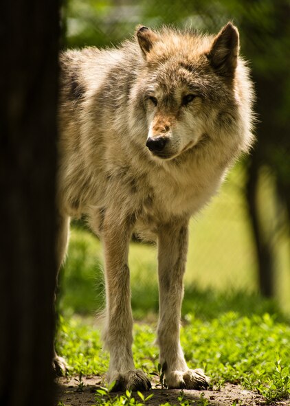 The 742nd Missile Squadron presented a custom engraved bench at the Roosevelt Park Zoo in Minot, N.D., May 26, 2016. The bench donated by the 742nd MS, aka The Wolf Pack, commemorates hundreds of volunteer hours and is appropriately positioned in front of the Grey Wolf exhibit. (U.S. Air Force photos/Airman 1st Class J.T. Armstrong)