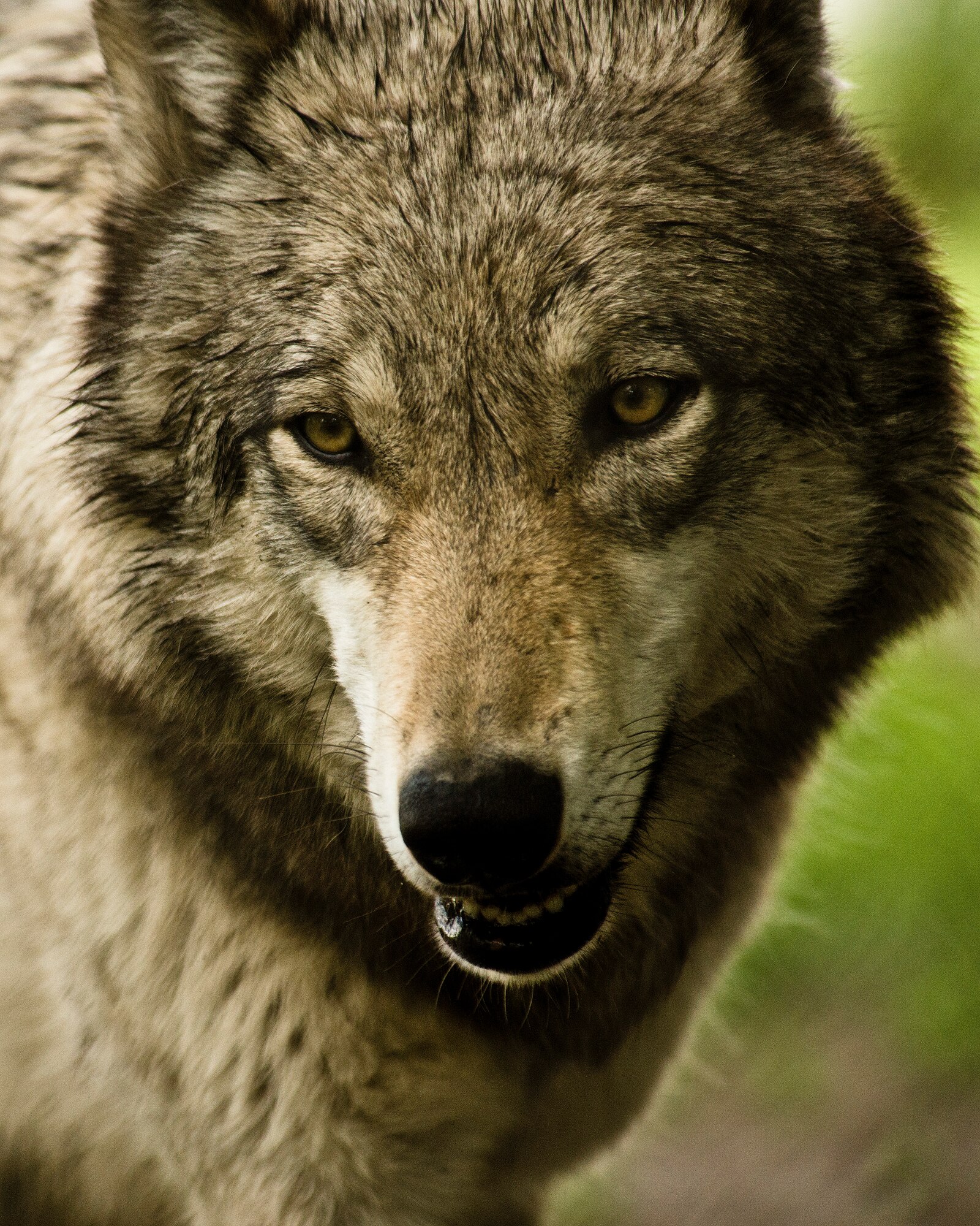The 742nd Missile Squadron presented a custom engraved bench at the Roosevelt Park Zoo in Minot, N.D., May 26, 2016. The bench donated by the 742nd MS, aka The Wolf Pack, commemorates hundreds of volunteer hours and is appropriately positioned in front of the Grey Wolf exhibit. (U.S. Air Force photos/Airman 1st Class J.T. Armstrong)
