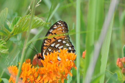 A Regal Fritillary sips nectar from an orange milkweed, also known as a butterfly milkweed, (asclepias tuberosa). The Regal's habitat has been diminished over the last 30 years, but Fort Indiantown Gap's ranges provide a natural grassland habitat allowing the butterflies to flourish.