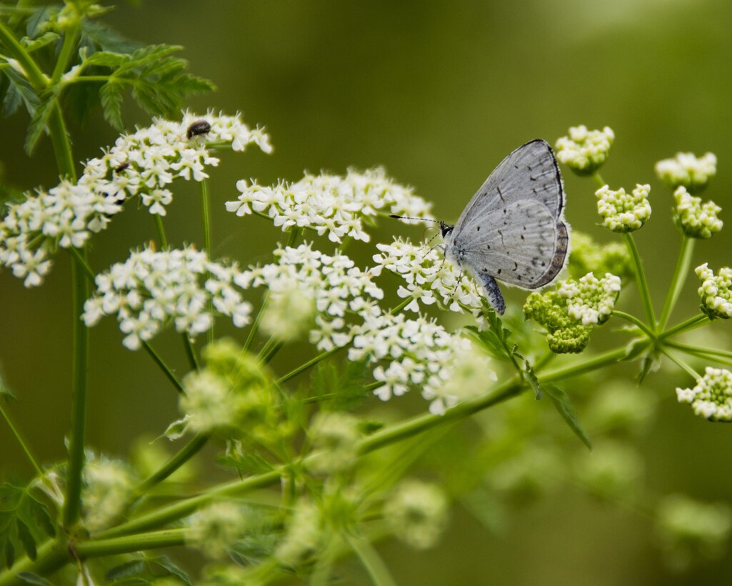 A Spring Azure butterfly shares a Poison Hemlock flower with a beetle and a bee at Caesar Creek Lake in Waynesville, Ohio.